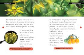 Image result for Tomate