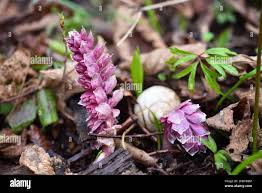 Attēlu rezultāti vaicājumam “Lathraea squamaria flower”