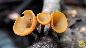 Attēlu rezultāti vaicājumam “Rutstroemia firma”