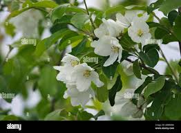 Attēlu rezultāti vaicājumam “Malus mandshurica fruit”