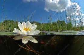 Attēlu rezultāti vaicājumam “Nymphaea alba flower”