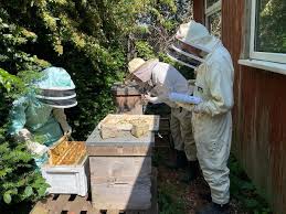 Image result for Boccia In Epsom & Ewell (Bees)