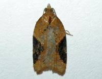 Attēlu rezultāti vaicājumam “Acleris laterana”