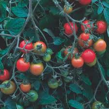 Attēlu rezultāti vaicājumam “Lycopersicon esculentum”