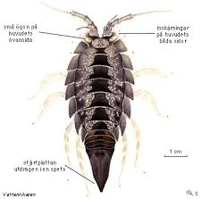 Attēlu rezultāti vaicājumam “Saduria entomon”