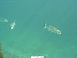 Image result for Mugil liza