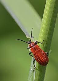 Attēlu rezultāti vaicājumam “Schizotus pectinicornis”