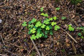 Attēlu rezultāti vaicājumam “Oxalis acetosella fruit”