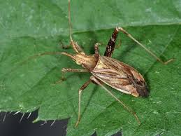 Attēlu rezultāti vaicājumam “Phytocoris varipes”