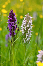 Attēlu rezultāti vaicājumam “Dactylorhiza incarnata”