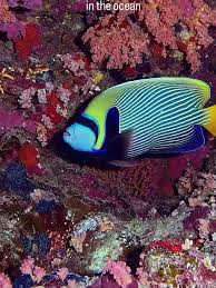 Image result for Scarus ferrugineus