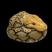 Attēlu rezultāti vaicājumam “Bolitophagus reticulatus imago”