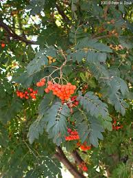 Attēlu rezultāti vaicājumam “Sorbus aucuparia fruit”