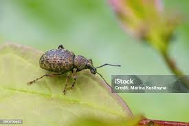 Attēlu rezultāti vaicājumam “Polydrusus mollis”