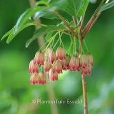 Attēlu rezultāti vaicājumam “Enkianthus chinensis flower”