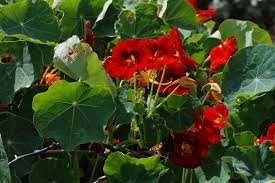 Image result for Tropaeolum majus