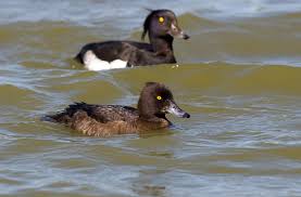 Attēlu rezultāti vaicājumam “Aythya fuligula female”