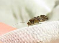 Attēlu rezultāti vaicājumam “Metylophorus nebulosus”