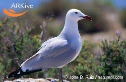 Image result for Larus audouinii