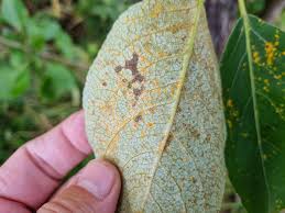 Attēlu rezultāti vaicājumam “Melampsora populnea”