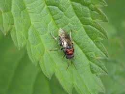 Attēlu rezultāti vaicājumam “Eriocampa ovata”