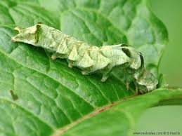 Attēlu rezultāti vaicājumam “Melanchra persicariae”