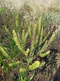 Attēlu rezultāti vaicājumam “Lepidium densiflorum fruit”