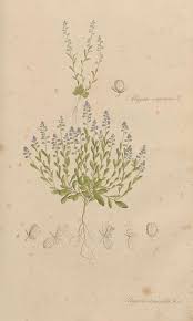 Attēlu rezultāti vaicājumam “Polygala amarella”