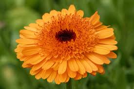 Attēlu rezultāti vaicājumam “Calendula officinalis”