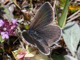 Attēlu rezultāti vaicājumam “Eumedonia eumedon underside”