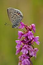 Attēlu rezultāti vaicājumam “Vacciniina optilete underside”