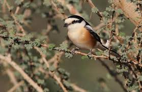 Image result for Lanius nubicus