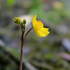 Attēlu rezultāti vaicājumam “Utricularia x neglecta bud”