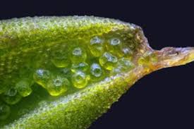 Attēlu rezultāti vaicājumam “Syntrichia”