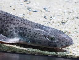 Image result for Scyliorhinus stellaris