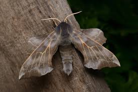 Attēlu rezultāti vaicājumam “Laothoe amurensis”