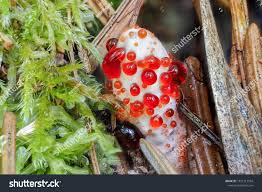 Attēlu rezultāti vaicājumam “Hydnellum ferrugineum”