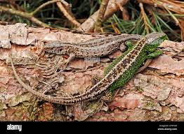 Attēlu rezultāti vaicājumam “Lacerta agilis male”