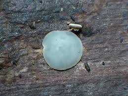 Attēlu rezultāti vaicājumam “Mollisia uda”