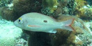 Image result for Lutjanus mahogoni