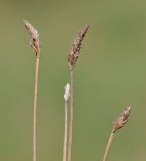 Attēlu rezultāti vaicājumam “Cephaloziella elachista macro”