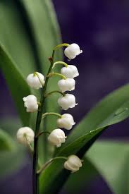 Attēlu rezultāti vaicājumam “Convallaria majalis flower”