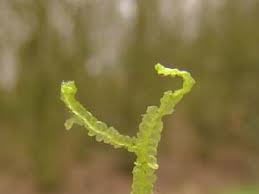 Attēlu rezultāti vaicājumam “Calypogeia fissa”