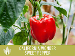 Afbeeldingsresultaat voor californian wonder golden sweet pepper