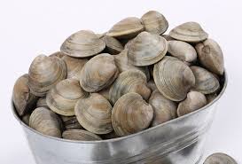 Image result for Clams