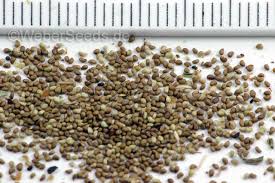 Attēlu rezultāti vaicājumam “Potentilla argentea fruit”