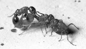 Attēlu rezultāti vaicājumam “Anthrenus sp. imago”