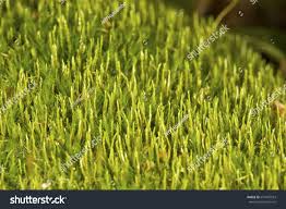 Attēlu rezultāti vaicājumam “Dicranum flagellare”