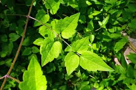 Attēlu rezultāti vaicājumam “Clematis leaf”