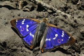 Attēlu rezultāti vaicājumam “Apatura ilia male”